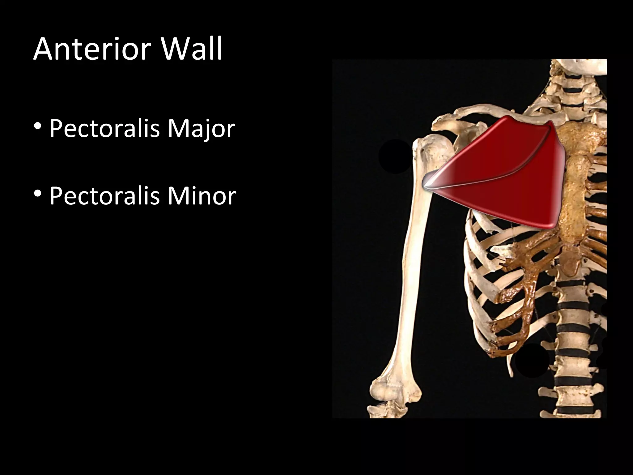 Anterior Wall
• Pectoralis Major
• Pectoralis Minor
 
