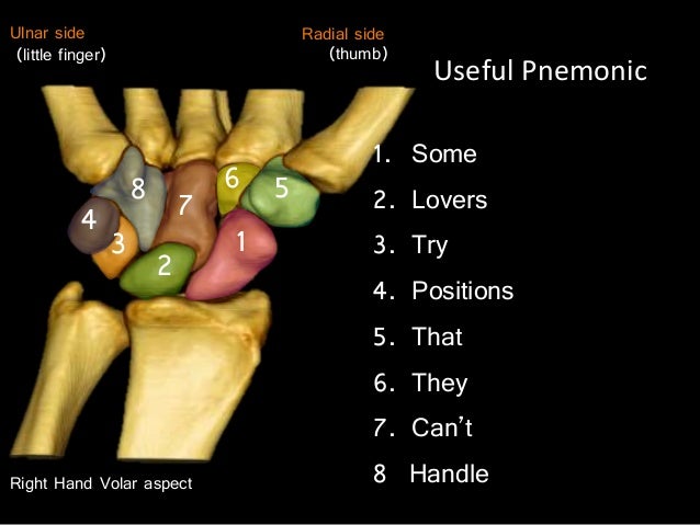 Slideshow Carpus and Hand Bones
