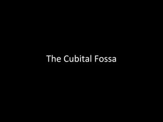 The Cubital Fossa
 