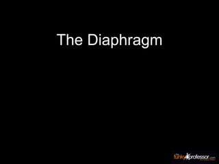 The Diaphragm
 