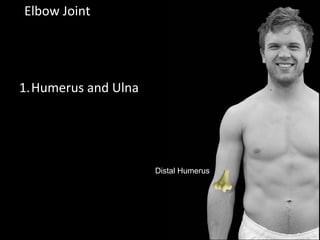 Elbow Joint
1.Humerus and Ulna
Distal Humerus
 