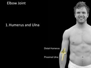 Elbow Joint
1.Humerus and Ulna
Distal Humerus
Proximal Ulna
 