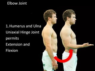 Elbow Joint
1.Humerus and Ulna
Uniaxial Hinge Joint
permits
Extension and
Flexion
 