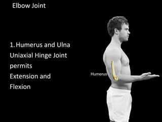 Elbow Joint
1.Humerus and Ulna
Uniaxial Hinge Joint
permits
Extension and
Flexion
Humerus
 