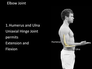 Elbow Joint
1.Humerus and Ulna
Uniaxial Hinge Joint
permits
Extension and
Flexion
Humerus
Ulna
 