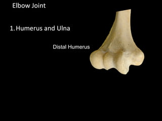 Elbow Joint
1.Humerus and Ulna
Distal Humerus
 