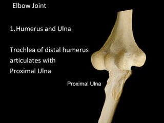 1.Humerus and Ulna
Trochlea of distal humerus
articulates with
Proximal Ulna
Elbow Joint
Proximal Ulna
 
