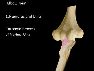 Elbow Joint
1.Humerus and Ulna
Coronoid Process
of Proximal Ulna
 