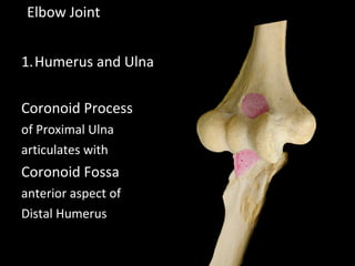 1.Humerus and Ulna
Coronoid Process
of Proximal Ulna
articulates with
Coronoid Fossa
anterior aspect of
Distal Humerus
Elbow Joint
 