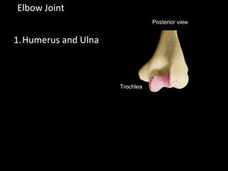 1.Humerus and Ulna
Elbow Joint
Posterior view
Trochlea
 