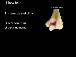 1.Humerus and Ulna
Olecranon fossa
of Distal Humerus
Elbow Joint
Posterior view
 