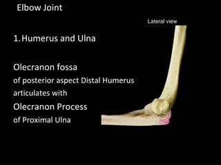 1.Humerus and Ulna
Olecranon fossa
of posterior aspect Distal Humerus
articulates with
Olecranon Process
of Proximal Ulna
Elbow Joint
Lateral view
 