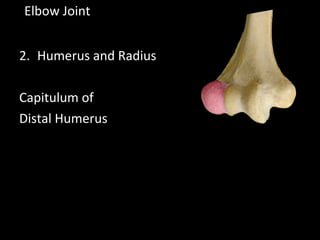 2. Humerus and Radius
Capitulum of
Distal Humerus
Elbow Joint
 