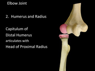 2. Humerus and Radius
Capitulum of
Distal Humerus
articulates with
Head of Proximal Radius
Elbow Joint
 