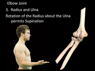 Elbow Joint
3. Radius and Ulna
Rotation of the Radius about the Ulna
permits Supination
 