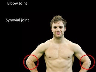 Elbow Joint
Synovial joint
 
