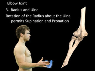 Elbow Joint
3. Radius and Ulna
Rotation of the Radius about the Ulna
permits Supination and Pronation
 