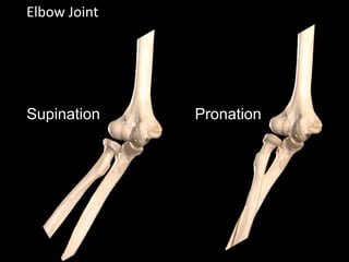 Elbow Joint
Supination Pronation
 