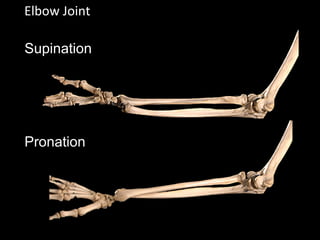 Elbow Joint
Supination
Pronation
 