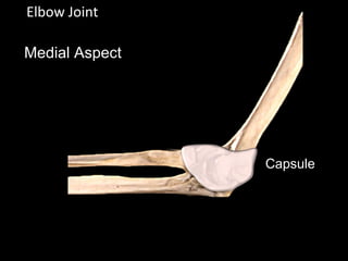 Elbow Joint
Medial Aspect
Capsule
 