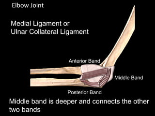 Elbow Joint
Medial Ligament or
Ulnar Collateral Ligament
Anterior Band
Posterior Band
Middle Band
Middle band is deeper and connects the other
two bands
 