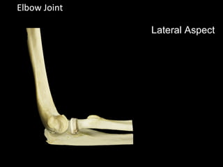 Elbow Joint
Lateral Aspect
 