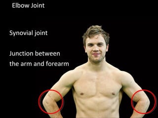 Elbow Joint
Synovial joint
Junction between
the arm and forearm
 