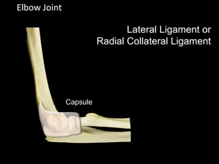 Elbow Joint
Lateral Ligament or
Radial Collateral Ligament
Capsule
 