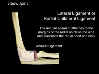 Elbow Joint
Lateral Ligament or
Radial Collateral Ligament
Annular Ligament
The annular ligament attaches to the
margins of the radial notch on the ulna
and surrounds the radial head and neck
 