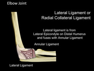Elbow Joint
Lateral Ligament or
Radial Collateral Ligament
Annular Ligament
Lateral Ligament
Lateral ligament is from
Lateral Epicondyle on Distal Humerus
and fuses with Annular Ligament
 