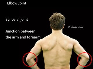 Elbow Joint
Synovial joint
Junction between
the arm and forearm
Posterior view
 