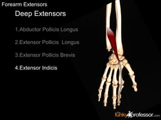 Slideshow: Forearm Extensors | PPT