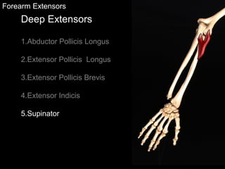 Slideshow: Forearm Extensors | PPT