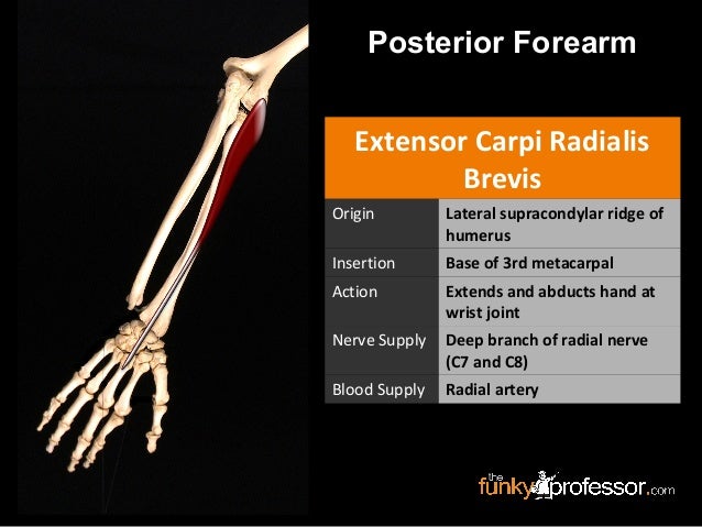 Slideshow: Forearm Extensors