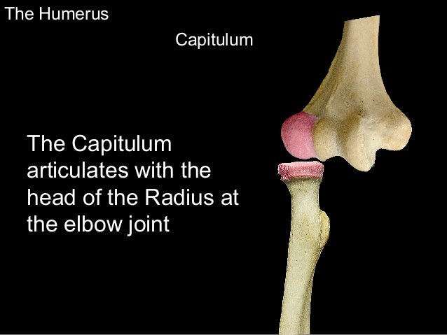 Slideshow: Humerus