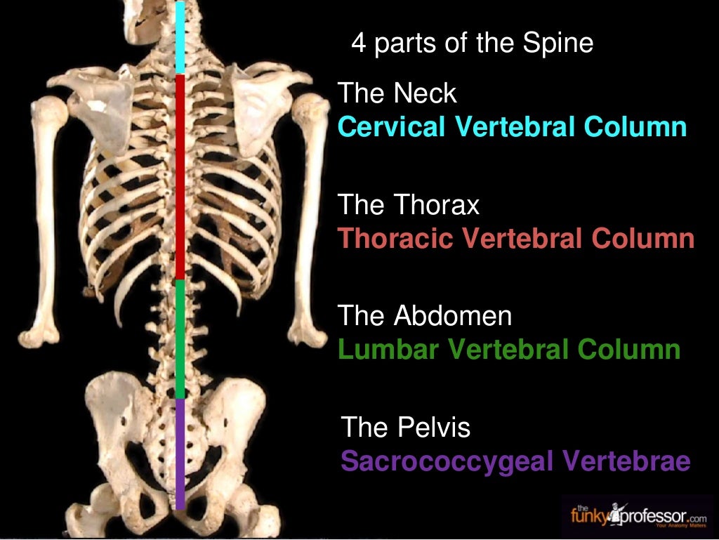 Introduction To The Trunk introduction-to-the-trunk