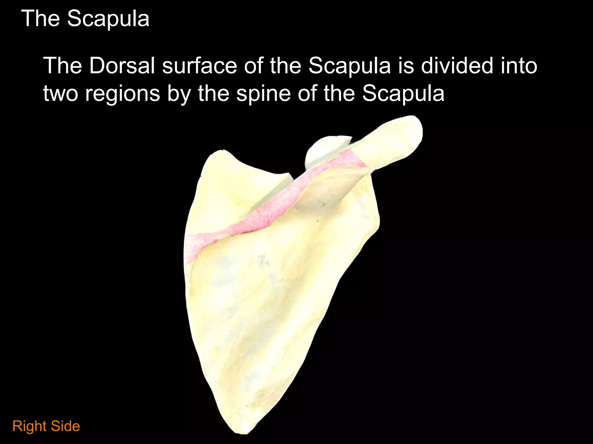 The Scapula
The Dorsal surface of the Scapula is divided into
two regions by the spine of the Scapula
Right Side
 