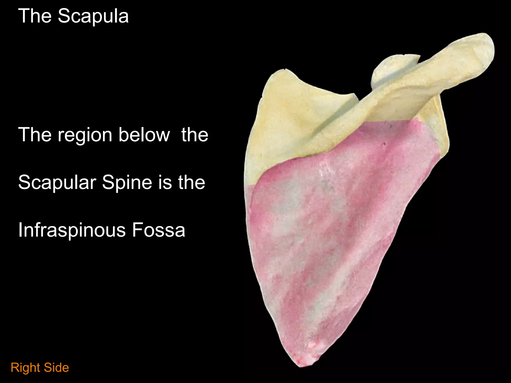 The Scapula
The region below the
Scapular Spine is the
Infraspinous Fossa
Right Side
 