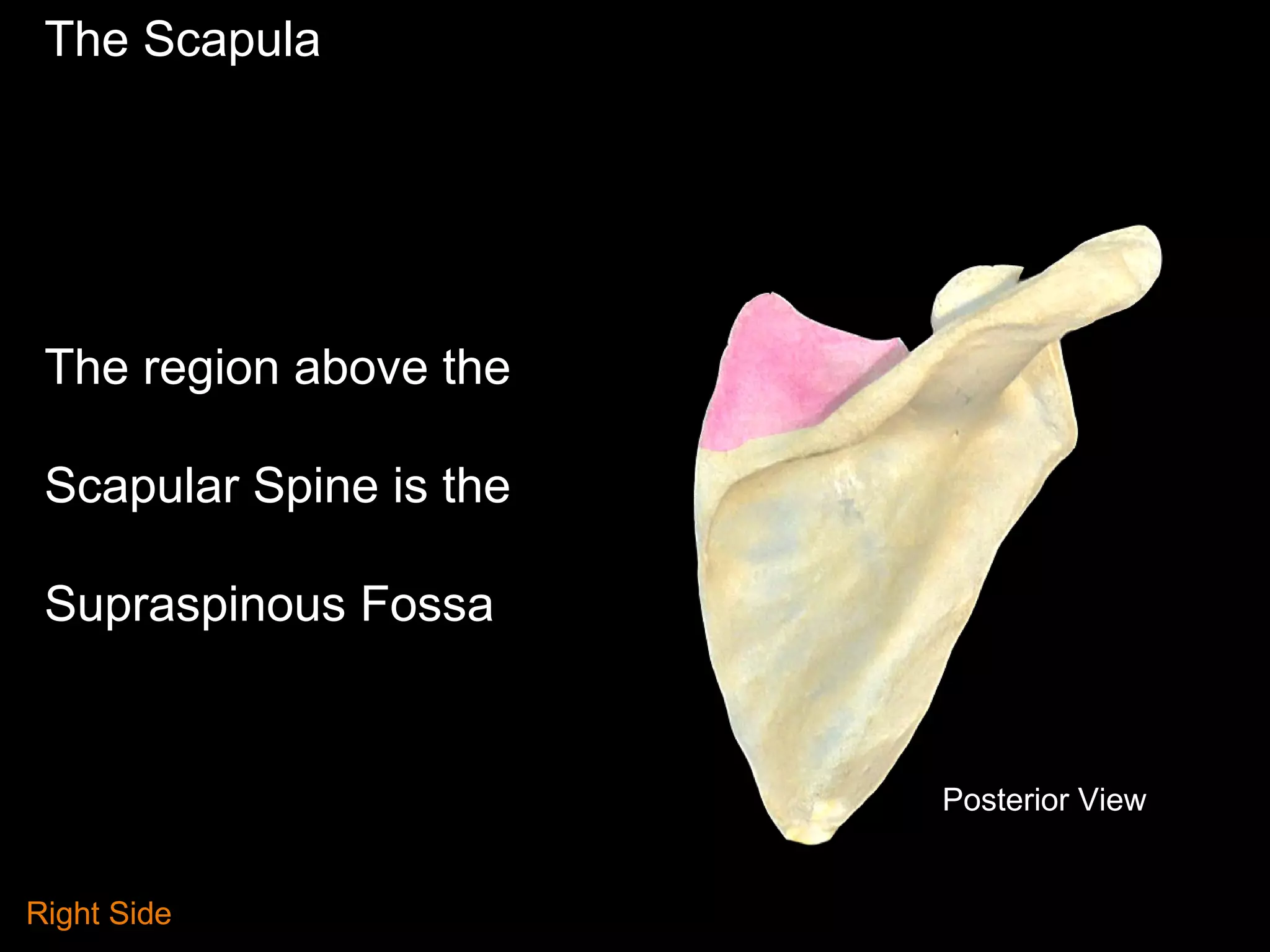 The Scapula
The region above the
Scapular Spine is the
Supraspinous Fossa
Posterior View
Right Side
 