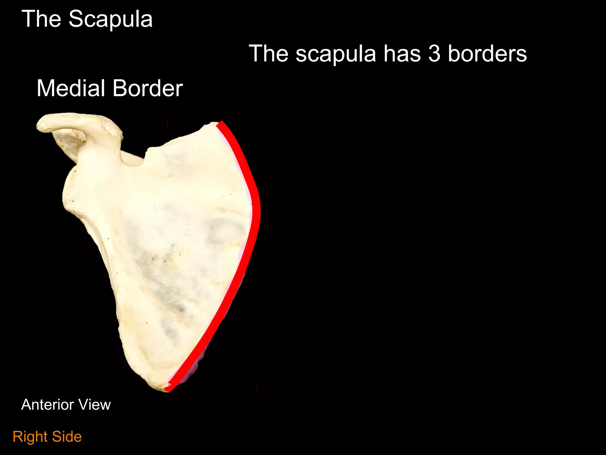 The Scapula
The scapula has 3 borders
Medial Border
Anterior View
Right Side
 