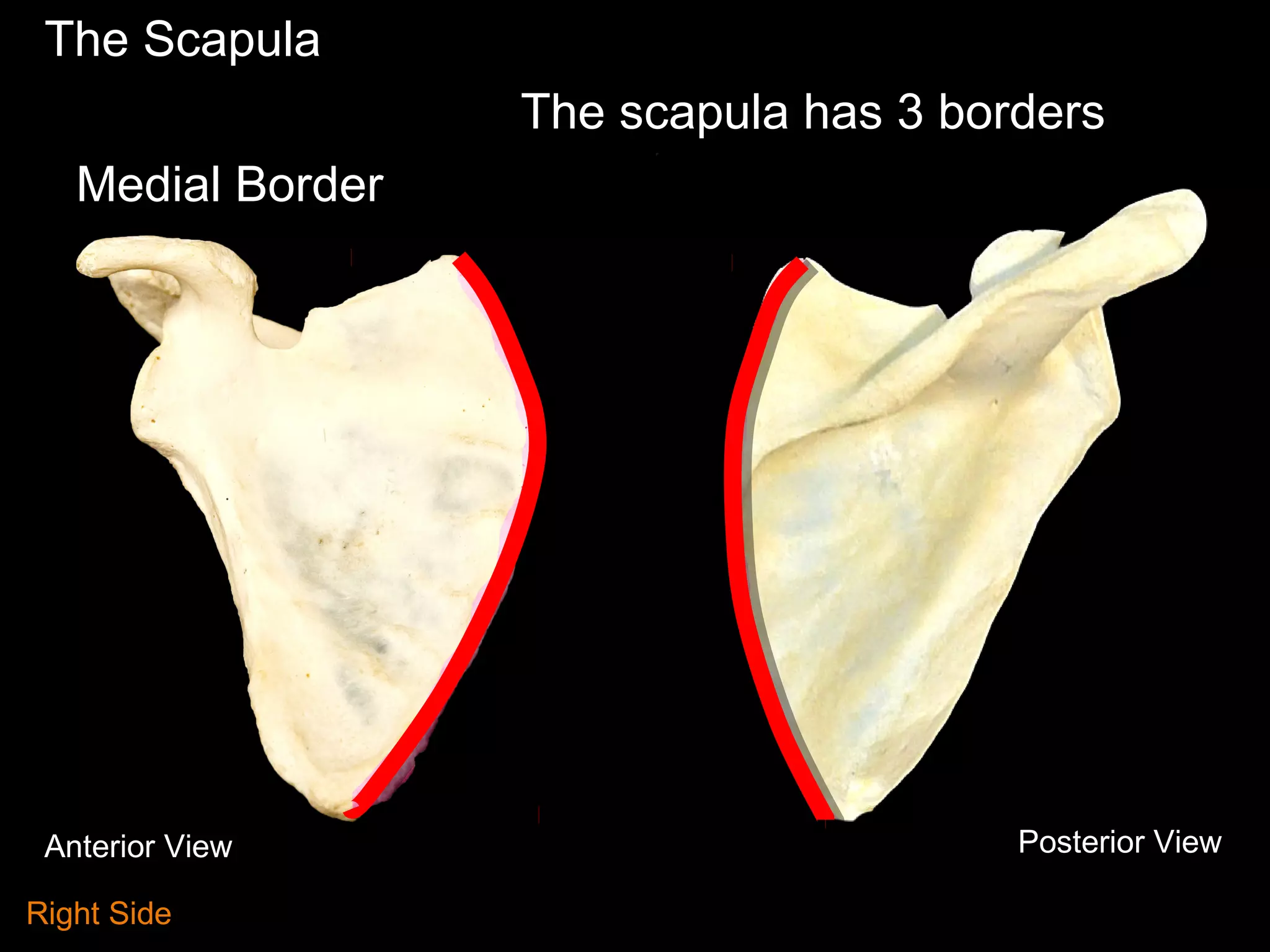 The Scapula
The scapula has 3 borders
Medial Border
Anterior View Posterior View
Right Side
 