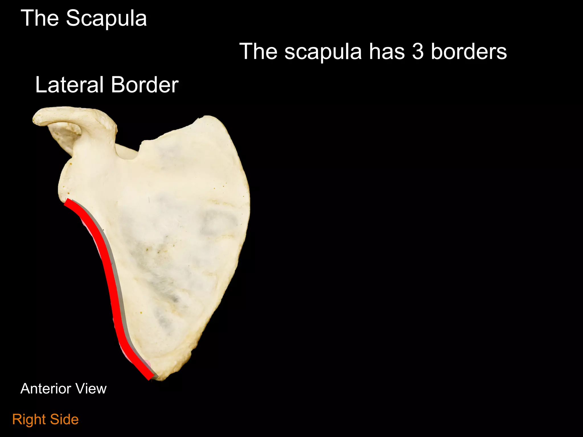The Scapula
The scapula has 3 borders
Lateral Border
Anterior View
Right Side
 