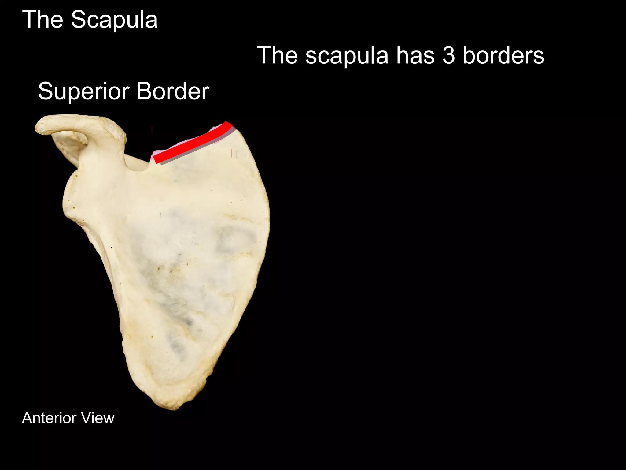 The Scapula
The scapula has 3 borders
Anterior View
Superior Border
 