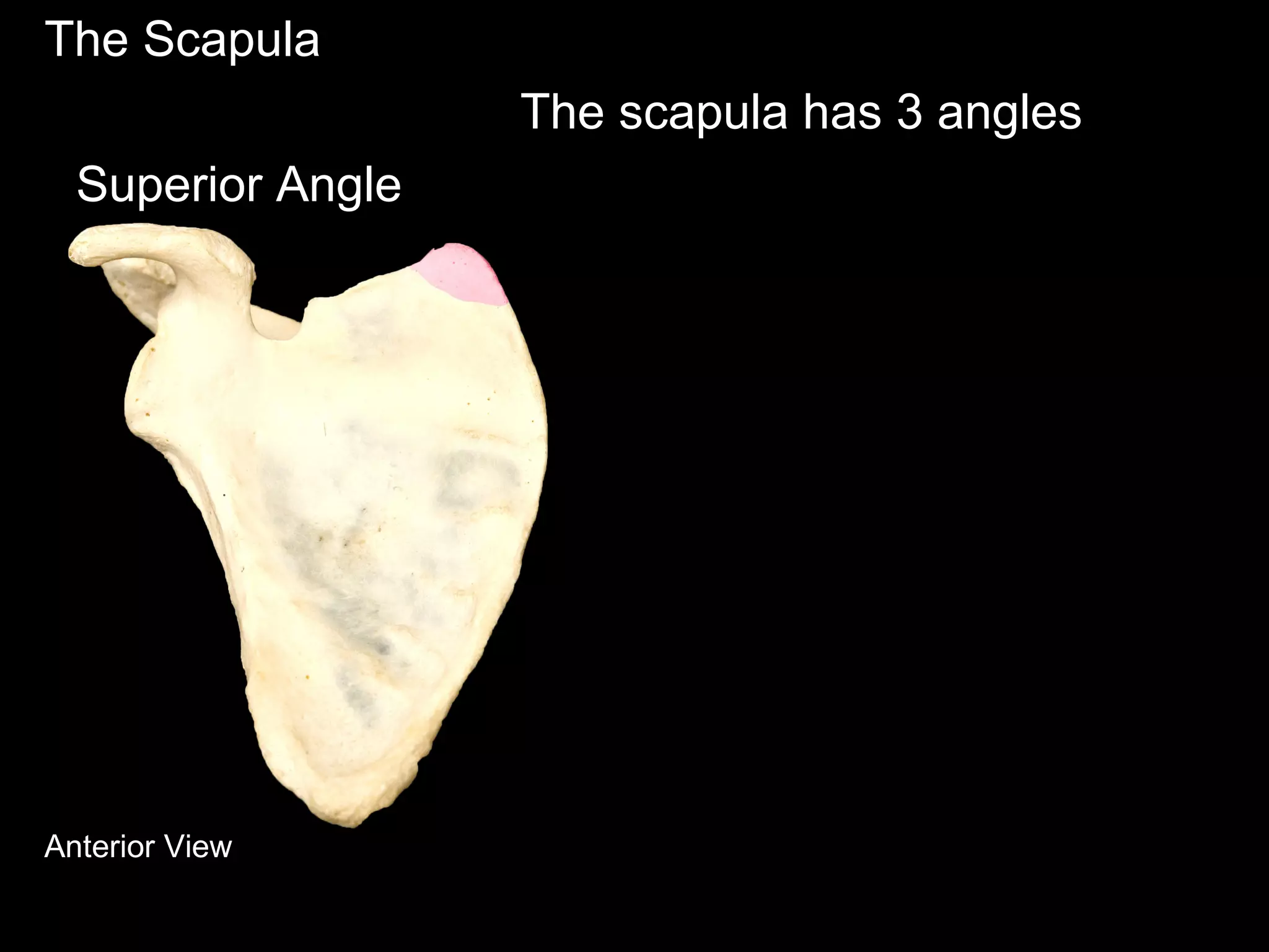 The Scapula
The scapula has 3 angles
Superior Angle
Anterior View
 