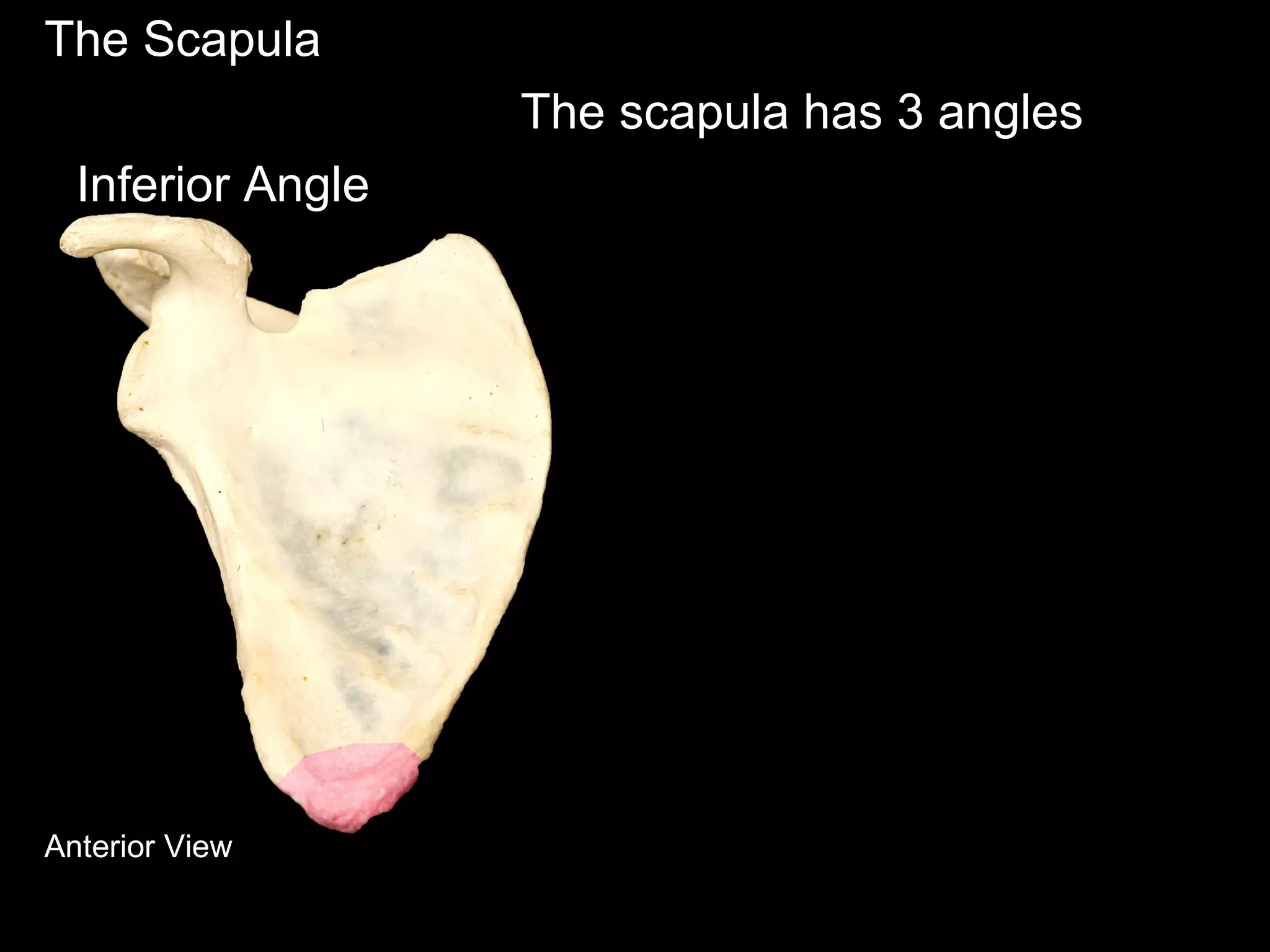 The Scapula
The scapula has 3 angles
Inferior Angle
Anterior View
 