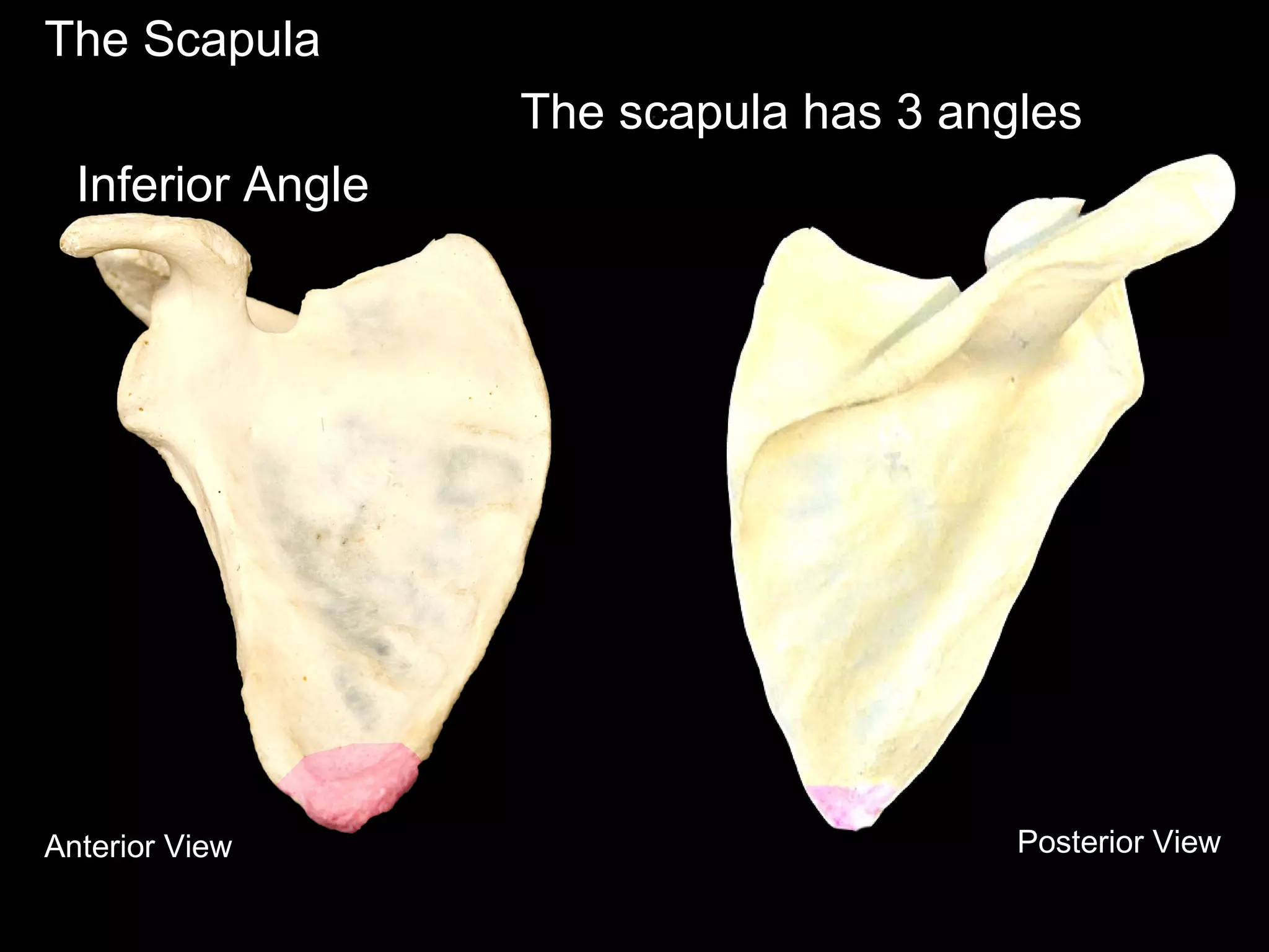 The Scapula
The scapula has 3 angles
Inferior Angle
Anterior View Posterior View
 