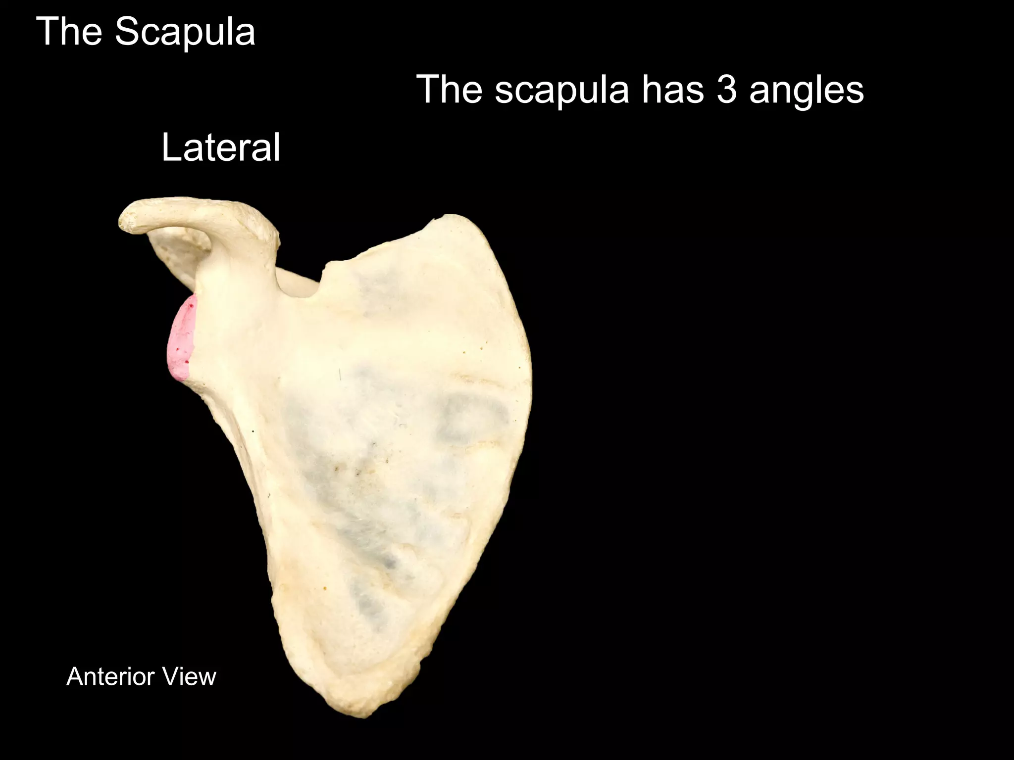 The Scapula
Anterior View
The scapula has 3 angles
Lateral
 