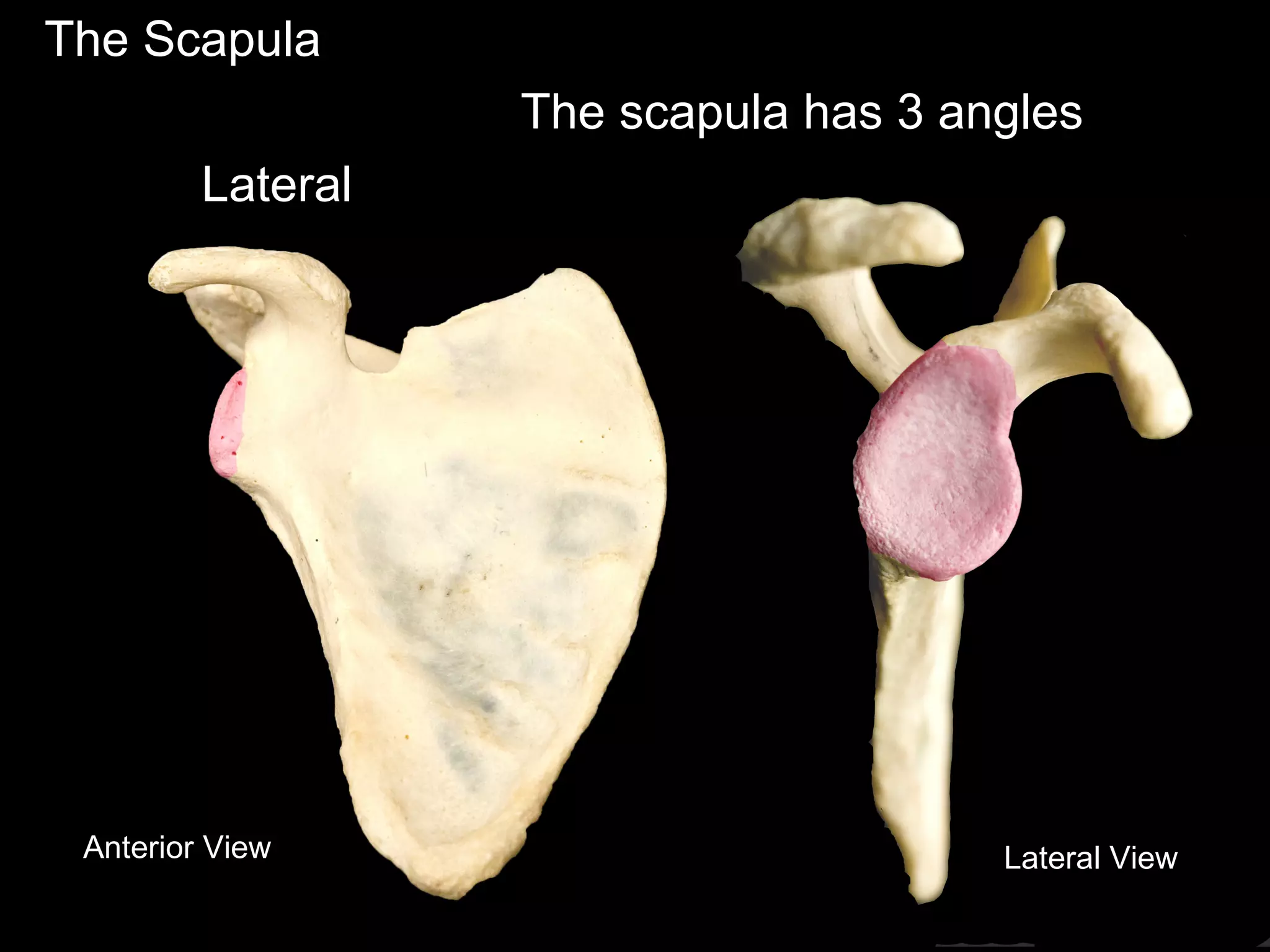 The Scapula
Lateral ViewAnterior View
The scapula has 3 angles
Lateral
 