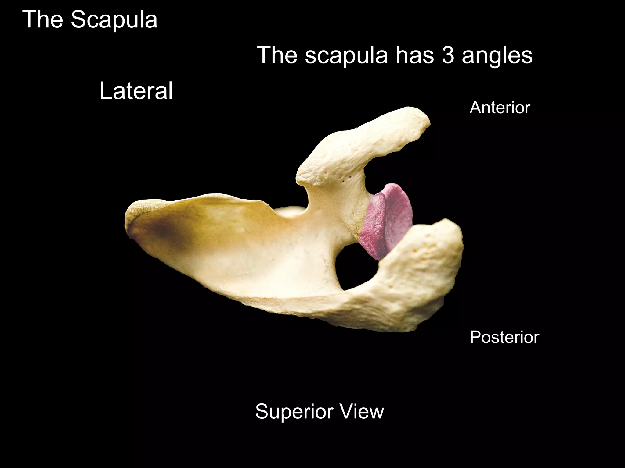 The Scapula
Anterior
Posterior
Superior View
The scapula has 3 angles
Lateral
 