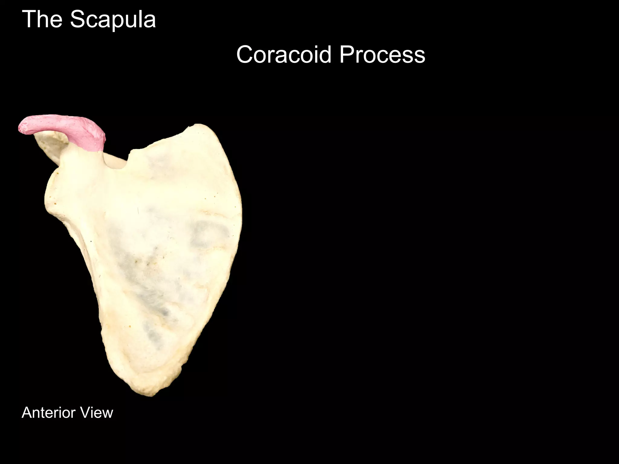 The Scapula
Coracoid Process
Anterior View
 